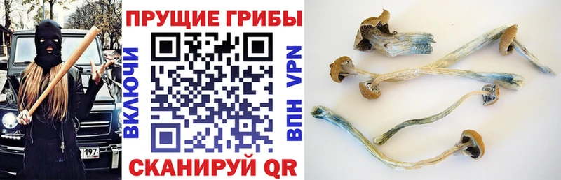 Галлюциногенные грибы Psilocybine cubensis  Десногорск 