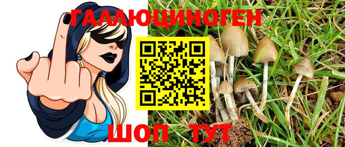 Псилоцибиновые грибы Psilocybe Десногорск